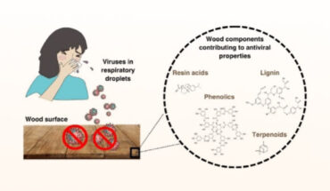 Shroff et al. revealed excellent antiviral activity manifesting already within 10 to 15 min in Scots pine and Norway spruce, particularly against enveloped viruses; in contrast, other hardwoods displayed varied efficacy, with oak showing effectiveness against the enterovirus. Image credit: Shroff et al., doi: 10.1021/acsami.4c02156.