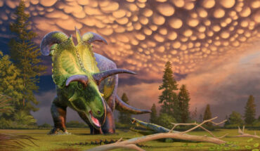 Reconstruction of Lokiceratops rangiformis surprised by a crocodilian in the 78-million-year-old swamps of northern Montana. Image credit: Andrey Atuchin / Museum of Evolution in Maribo, Denmark.