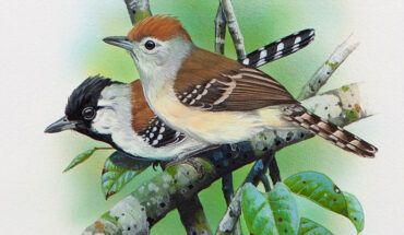 Illustration of Sakesphoroides niedeguidonae. Image credit: Eduardo Brettas.