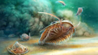 Artistic reconstruction of two species of trilobite an instant before burial in a flow of volcanic ash 510 million years ago. Image credit: Abderrazak El Albani, University of Poitiers.