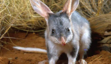 The greater bilby (Macrotis lagotis), 1988. Image credit: Queensland Government / CC BY 4.0.