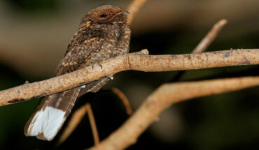 Male Caprimulgus ritae, Wetar, on October 13, 2014. Image credit: James Eaton.