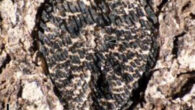 Lithouva susmanii from the Paleocene of Colombia. Scale bar- 1 mm. Image credit: Herrera et al., doi: 10.1038/s41477-024-01717-9.