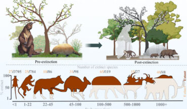 Svenning et al. show that there is little support for any major influence of climate, neither in global extinction patterns nor in fine-scale spatiotemporal and mechanistic evidence; conversely, there is strong and increasing support for human pressures as the key driver of these extinctions, with emerging evidence for an initial onset linked to pre-Homo sapiens hominins prior to the Late Pleistocene. Image credit: Svenning et al., doi: 10.1017/ext.2024.4.