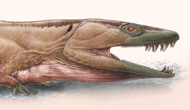 Gaiasia jennyae. Image credit: Gabriel Lio.