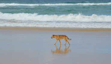 Dingoes are culturally and ecologically important free-living canids whose ancestors arrived in Australia over 3,000 years ago, likely transported by seafaring people. Image credit: Karlel.