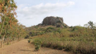 Located in the foothills of Mount Elgon near the Kenya-Uganda border, Kakapel Rockshelter is the site where Dr. Mueller and her collaborators have uncovered the earliest evidence for plant farming in east Africa. Image credit: Steven Goldstein.