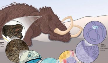 Sandoval-Velasco et al. assembled the genome and 3D chromosomal structures of a 52,000-year-old woolly mammoth. Image credit: Sandoval-Velasco et al., doi: 10.1016/j.cell.2024.06.002.