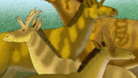 Life reconstruction of ancient giraffids. Image credit: Apokryltaros / CC BY 3.0.