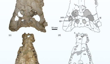 Skull of Asiatosuchus oenotriensis, holotype, from the Middle Eocene site of Casaseca de Campeán, Spain. Image credit: Narváez et al., doi: 10.1002/ar.25422.