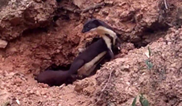 The Amazon weasel (Neogale africana): diagnostic sharp, dark-brown stripe down midline from throat to belly. Image credit: Bernal-Hoverud et al., doi: 10.15560/20.3.828.