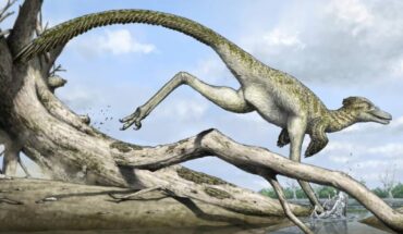 Life reconstruction of Harenadraco prima. Image credit: Yusik Choi.