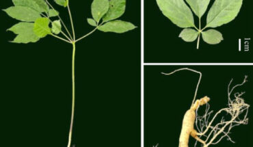 Overview of the morphological characteristics of ginseng (Panax ginseng). Image credit: Song et al., doi: 10.1093/hr/uhae107.