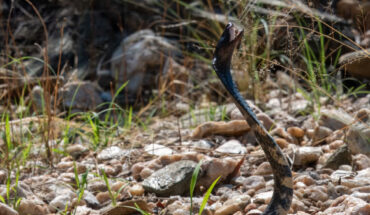 The zebra snake (Naja nigricincta) in Namibia. Image credit: Wolfgang Wüster.