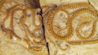 Hibernophis breithaupti lived 38 million years ago in what is now western Wyoming. Image credit: Jasmine Croghan.