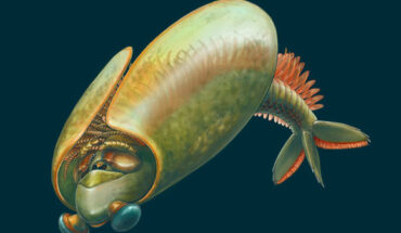 Artistic reconstruction of Odaraia alata, swimming inverted. Image credit: Danielle Dufault.