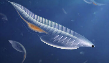 Nuucichthys rhynchocephalus was a pelagic organism with limited swimming abilities. Image credit: Franz Anthony.