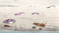 Reconstruction of the first animals on land, an ancient tidal flat at Blackberry Hill (500 million years ago), Wisconsin. Stranded jellyfish (1 m wide), the euthycarcinoid Mosineia (bottom left, 15 cm long), phyllocarid crustacean Arenosicaris (bottom right, green) and large slug‐like mollusc (70 cm long). Some euthycarcinoids occupy a tidal pool before it dries up. Image credit: Todd Gass.