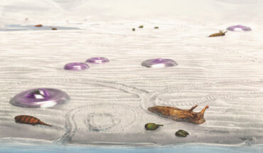 Reconstruction of the first animals on land, an ancient tidal flat at Blackberry Hill (500 million years ago), Wisconsin. Stranded jellyfish (1 m wide), the euthycarcinoid Mosineia (bottom left, 15 cm long), phyllocarid crustacean Arenosicaris (bottom right, green) and large slug‐like mollusc (70 cm long). Some euthycarcinoids occupy a tidal pool before it dries up. Image credit: Todd Gass.