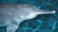 Qiqi, the last confirmed Chinese river dolphin. Image credit: Roland Seitre / CC BY-SA 3.0.