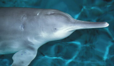 Qiqi, the last confirmed Chinese river dolphin. Image credit: Roland Seitre / CC BY-SA 3.0.
