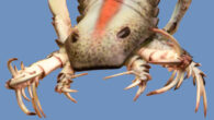 Reconstruction of Pentecopterus (170 cm long), the earliest sea scorpion (eurypterid) from the Ordovician period (467 Ma) of Iowa, USA. Image credit: John Alexander.