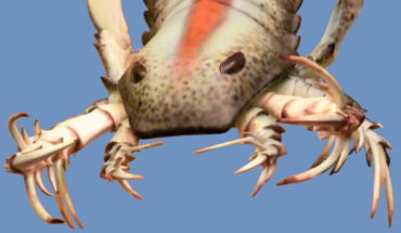 Reconstruction of Pentecopterus (170 cm long), the earliest sea scorpion (eurypterid) from the Ordovician period (467 Ma) of Iowa, USA. Image credit: John Alexander.