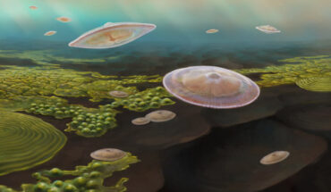 An artist’s impression of the lobate macrofossils living 2.1 billion years ago in a shallow marine inland sea created by the collision of two continents. Image credit: Abderrazzak El Albani, University of Poitiers.