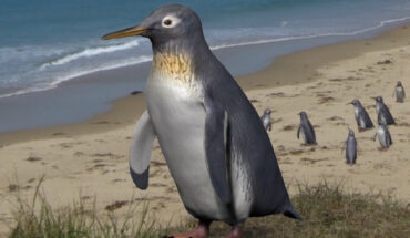 An artist’s impression of Pakudyptes hakataramea. Image credit: Tatsuya Shinmura / Ashoro Museum of Paleontology.