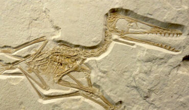 Holotype of Propterodacylus frankerlae. Image credit: Frederik Spindler, doi: 10.26879/1366.