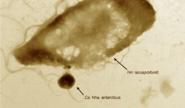 Electron microscopy showing Candidatus Nanohaloarchaeum antarcticus attached to its host, Halorubrum lacusprofundi. Image credit: Joshua N. Hamm.