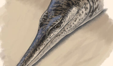 An artist’s impression of Enalioetes schroederi. Image credit: Joschua Knüppe.