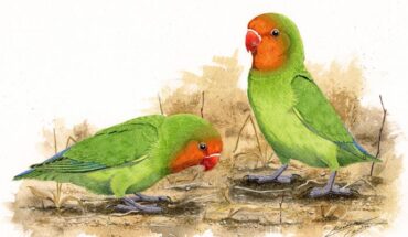 Life reconstruction of a pair of Agapornis longipes feeding on the ground in the Early Pleistocene of the Cradle of Humankind, Gauteng, South Africa, during the dry season. Image credit: Martina Cadin.