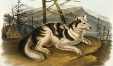 Hare Indian dog, lithograph by John Woodhouse Audubon.