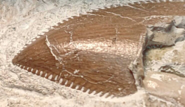 An abelisaurid tooth associated with the holotype specimen of Caletodraco cottardi. Image credit: Buffetaut et al., doi: 10.3390/fossils2030009.