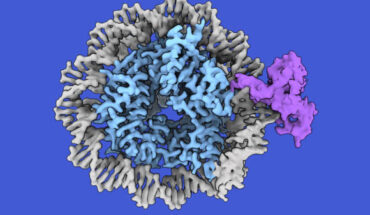 A nucleosome composed of DNA (gray) and histones (blue) with a single hemimethylated cytosine bound by CDCA7 (purple). Image credit: Kyohei Arita / Yiming Niu.