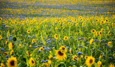 While circumnutations are ubiquitous in plant systems, and generally associated with exploratory movements, a quantitative understanding of their role is elusive. Nguyen et al. report, for the first time, their role in facilitating an optimal growth pattern for a crowded group of mutually shading plants. Image credit: Manuel H.