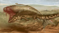 Tiger sharks are starting to gather to take an easy piece of the large prey, as a crocodylian attacks the ancient dugongid sirenian mammal Culebratherium. Image credit: Jaime Bran Sarmiento.