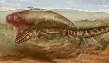 Tiger sharks are starting to gather to take an easy piece of the large prey, as a crocodylian attacks the ancient dugongid sirenian mammal Culebratherium. Image credit: Jaime Bran Sarmiento.