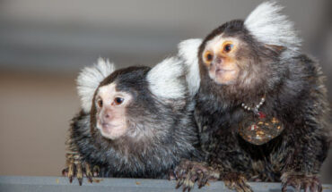 Humans, dolphins, elephants, and marmoset monkeys are the only known species that vocally label their conspecifics. Image credit: Oren et al., doi: 10.1126/science.adp3757.