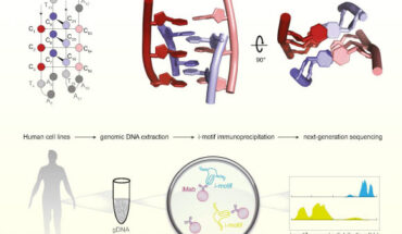 Peña Martinez et al. observed a total of 53,000 i-motifs among three human cells lines: MCF7, U2OS, HEK293T. Image credit: Peña Martinez et al., doi: 10.1038/s44318-024-00210-5.