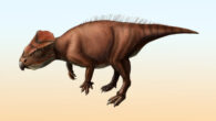 Life reconstruction of Sasayamagnomus saegusai. Image credit: Kanon Tanaka.