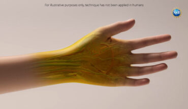 Illustration of a human hand as it might appear if the new tissue transparency effect proves effective in humans. Currently, the effect has only been tested with animals in a laboratory setting. Note that dyes may be harmful. Always exercise caution with dyes and do not consume directly, apply to people or animals, or otherwise misuse. Image credit: Keyi ‘Onyx’ Li / U.S. National Science Foundation.