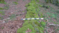 The 2,070-year-old Roman wall in the Dossone della Melia forest in south-central Calabria, Italy. Image credit: University of Kentucky.