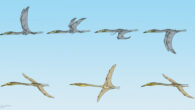 Inabtanin alarabia (top) flew by flapping their wings while Arambourgiania philadelphiae (bottom) soared like vultures. Image credit: Terryl Whitlatch.