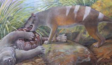 Badjcinus timfaulkneri feeding on the carcass of Silvabestius michaelbirti. Image credit: Peter Schouten.