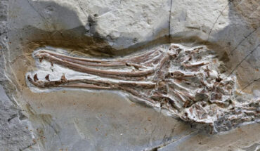 Skull of Longipteryx chaoyangensis. Image credit: Xiaoli Wang.