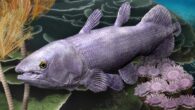 Life reconstruction of Ngamugawi wirngarri. Image credit: Katrina Kenny.