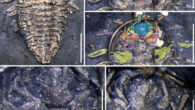 Triarthrus eatoni. Image credit: Jin-bo Hou & Melanie J. Hopkins, doi: 10.1111/pala.12723.