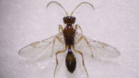 Syntretus perlmani, an adult male approximately 1.5 mm in length. Scale bar - 1 mm. Image credit: Moore et al., doi: 10.1038/s41586-024-07919-7.